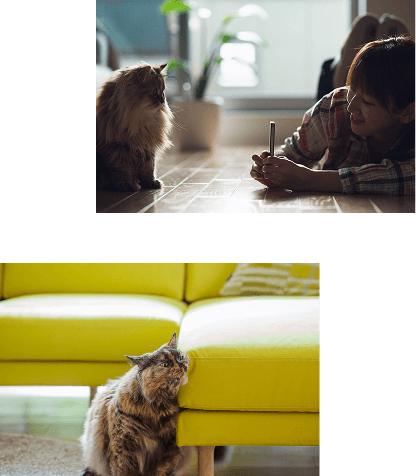 猫