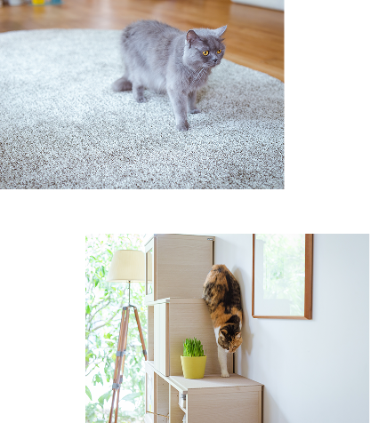 猫
